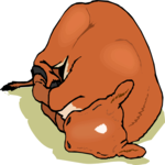 Calf Sleeping