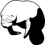 Manatee 1 Clip Art