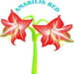 Amarilis Red