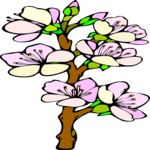 Apricot Flowers 2