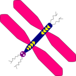 Dragonfly 2 Clip Art