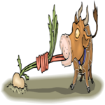 Cow Eating Turnip Clip Art