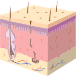 Biology - Skin Section Clip Art