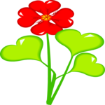 Nasturtium 1