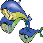 Whales 2