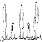 Cactus Border
