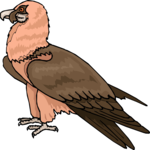 Eagle 62 Clip Art