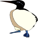 Guillemot 3 Clip Art